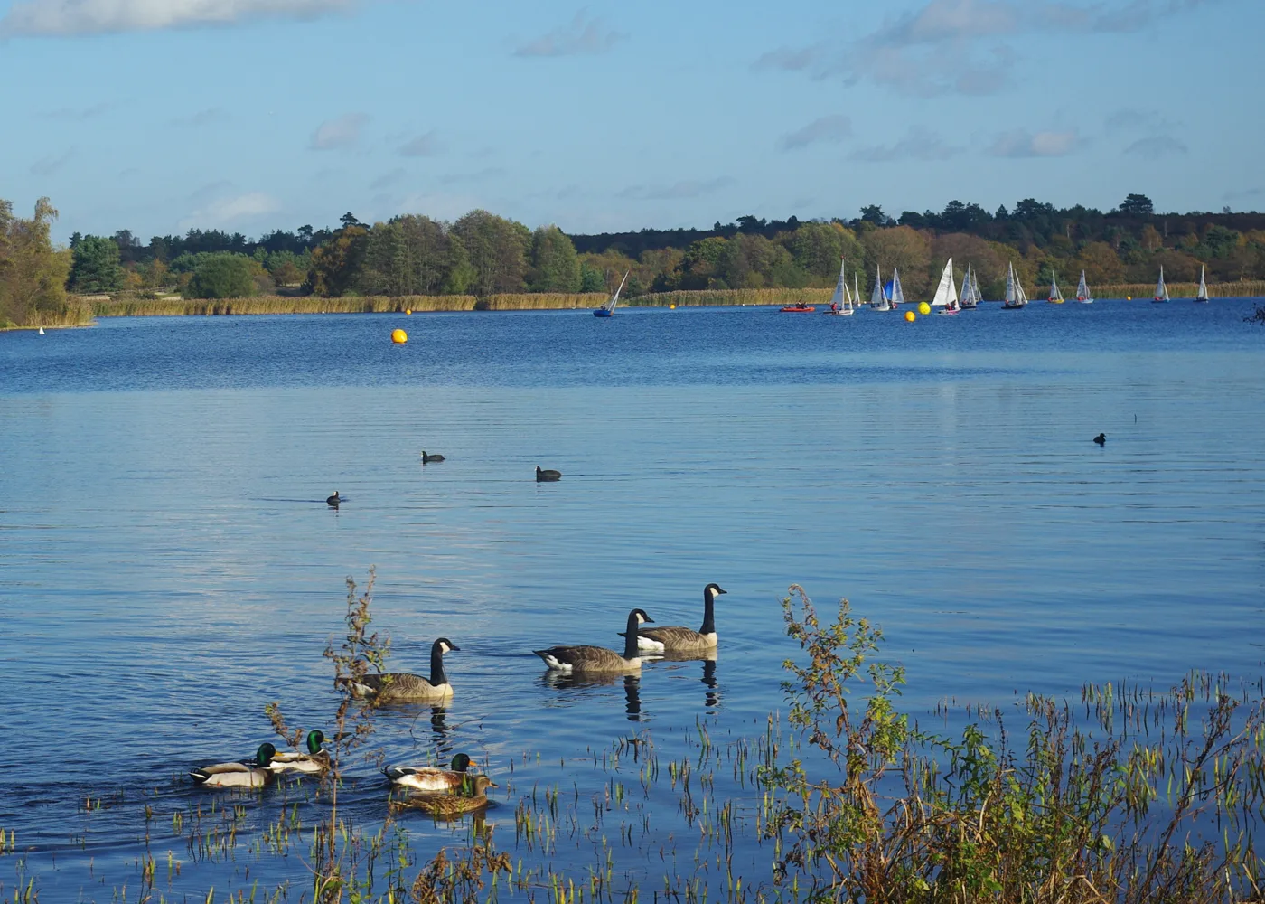 Frensham Great Pond